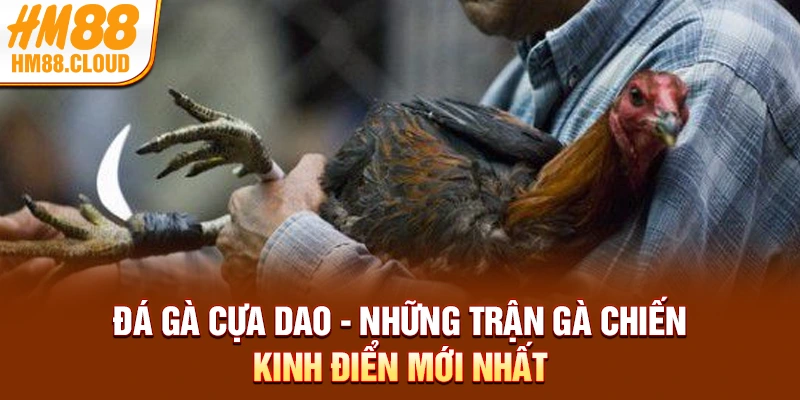 Đá Gà Cựa Dao - Những Trận Gà Chiến Kinh Điển Mới Nhất