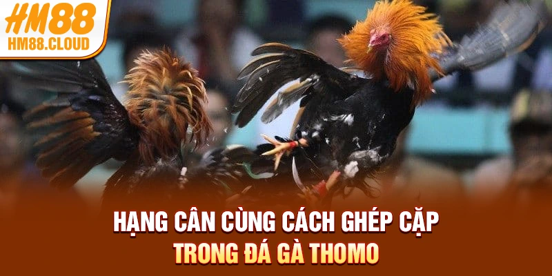 Hạng cân cùng cách ghép cặp trong đá gà Thomo