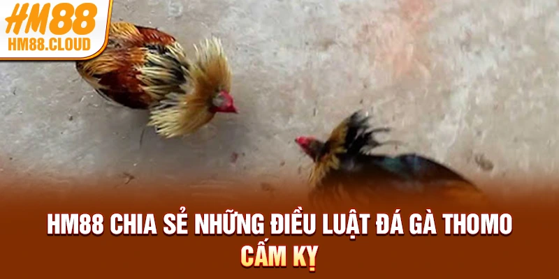 HM88 chia sẻ những điều luật đá gà Thomo cấm kỵ