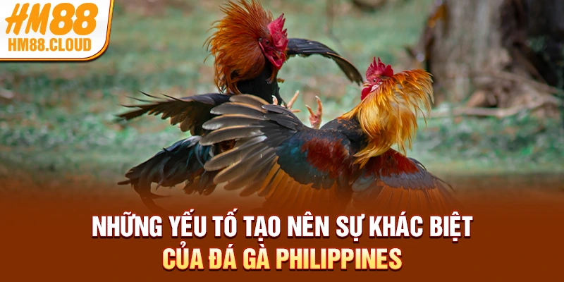 Những yếu tố tạo nên sự khác biệt của đá gà Philippines